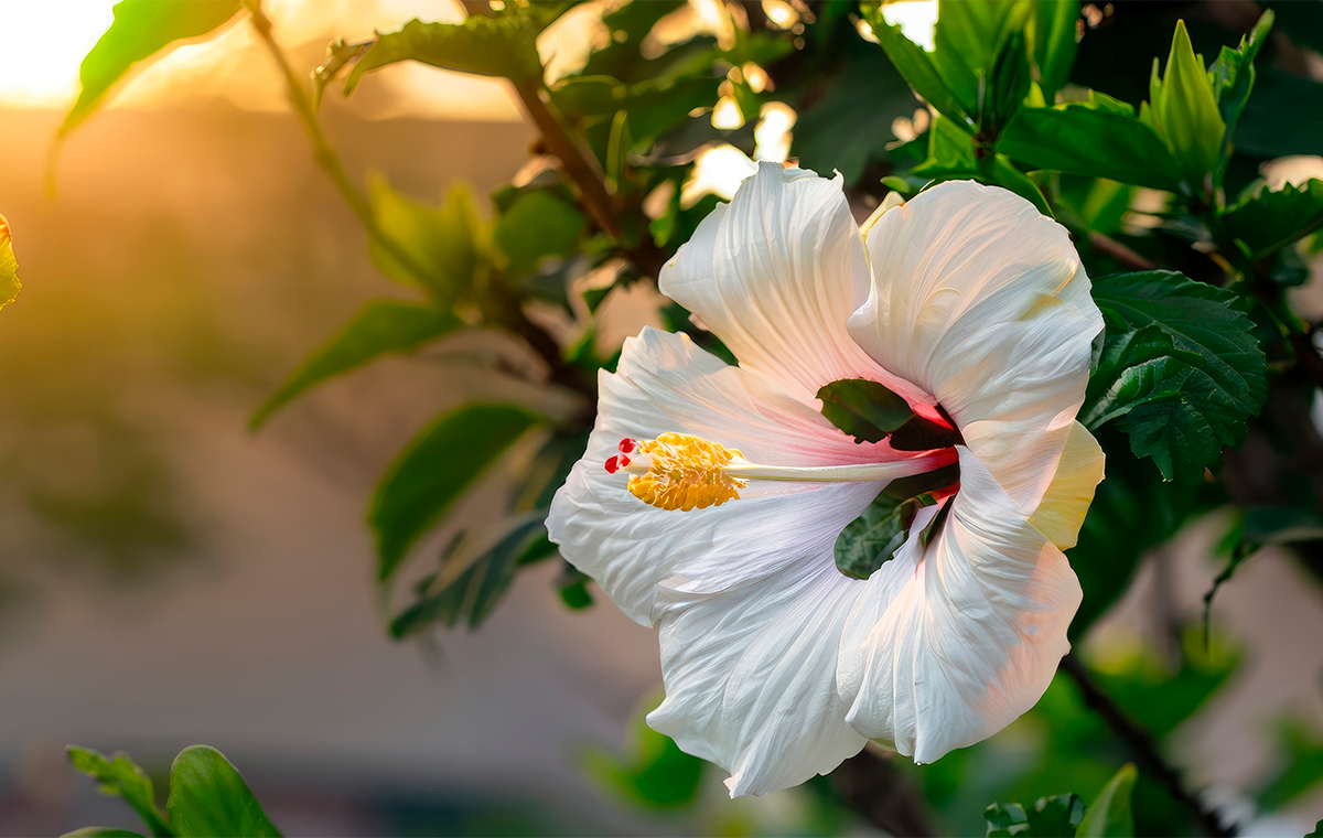 hibiscus-flower-tree-garden