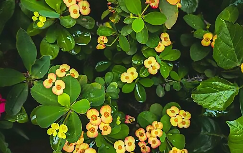 Pequeñas flores amarillas entre hojas verdes brillantes